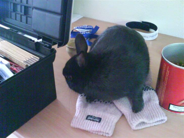 Kanin Viggo billede 11