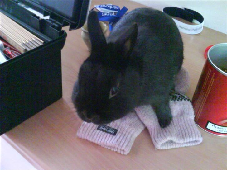 Kanin Viggo billede 12