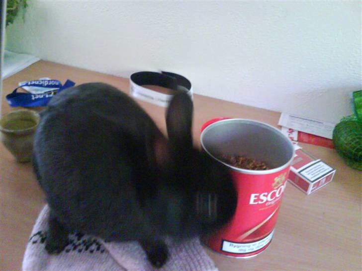 Kanin Viggo billede 13