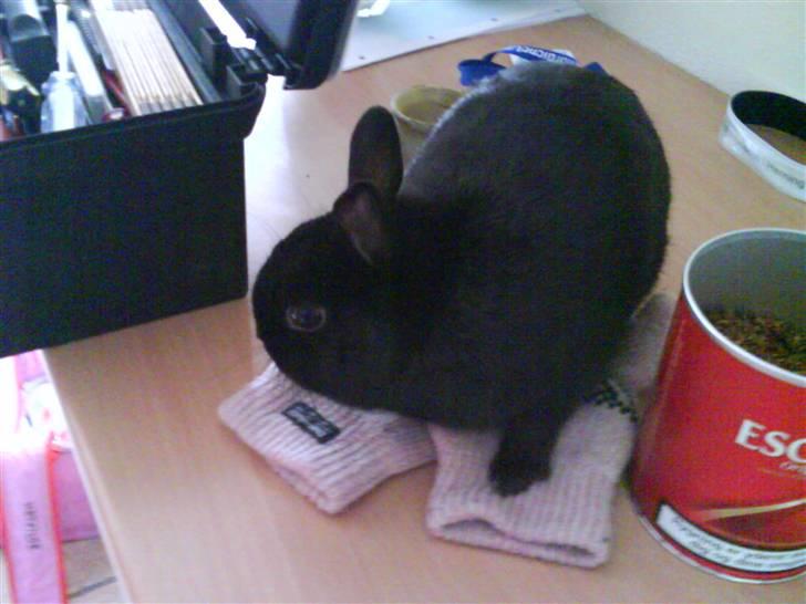 Kanin Viggo billede 14