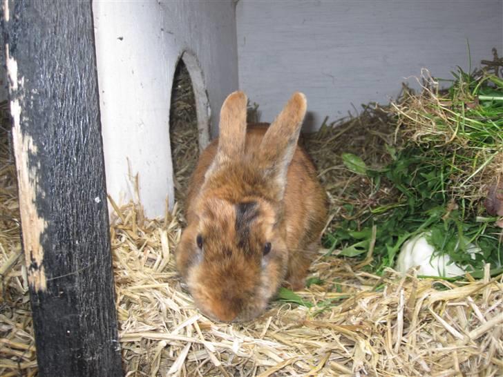 Kanin Kaninchen billede 5