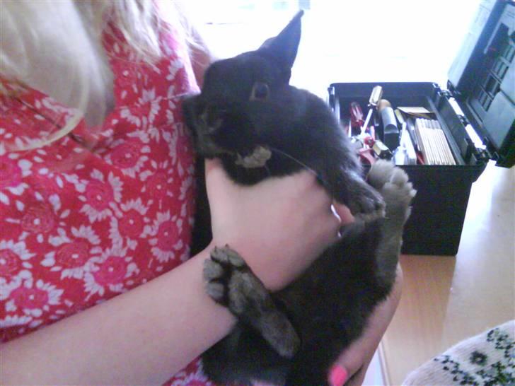 Kanin Viggo billede 15