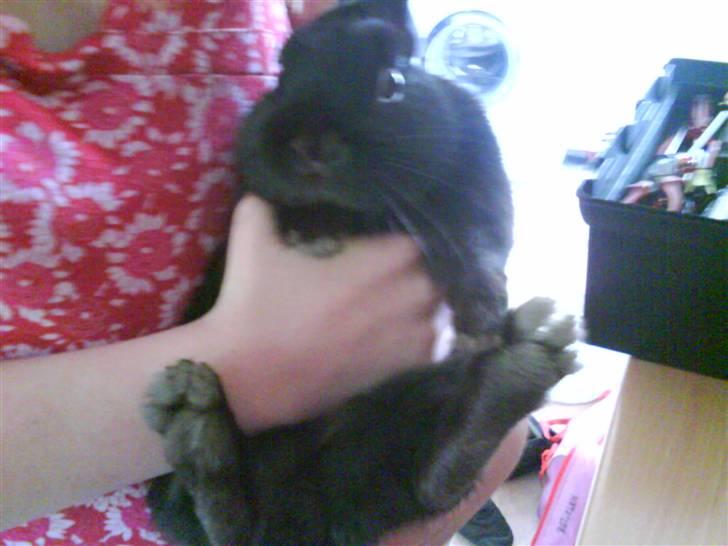 Kanin Viggo billede 16