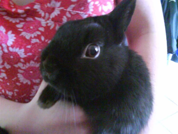 Kanin Viggo billede 17