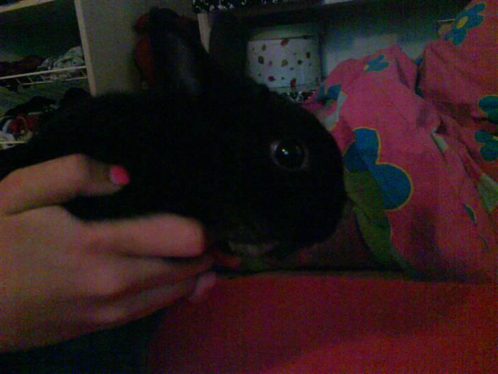 Kanin Viggo billede 18