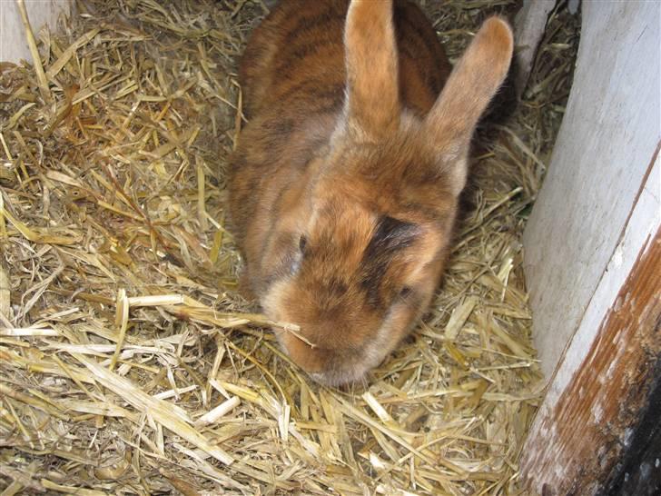 Kanin Kaninchen billede 6