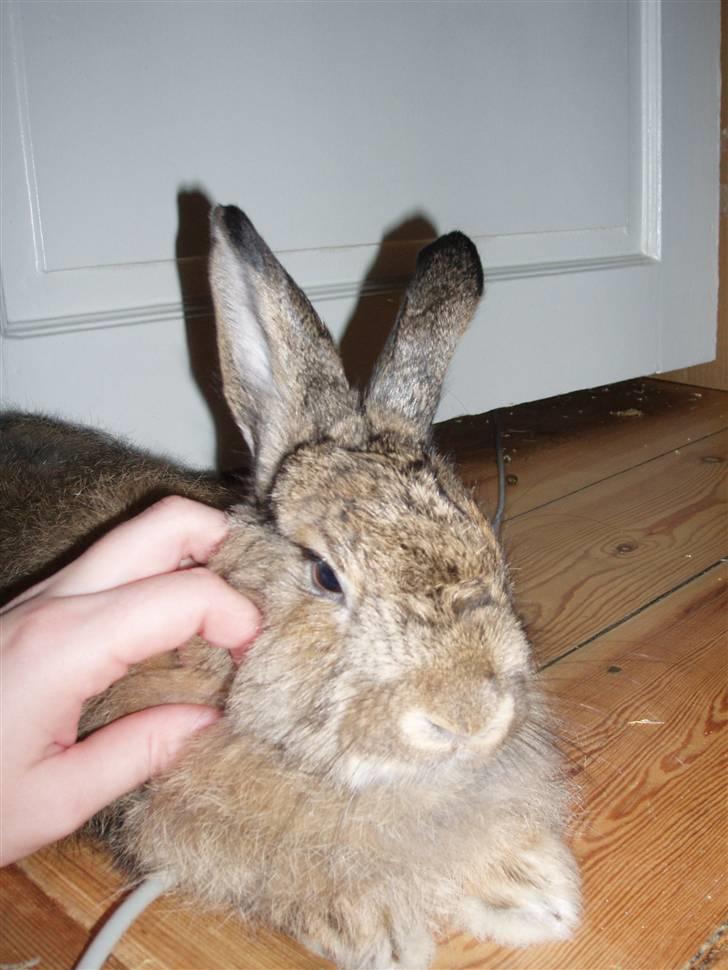 Kanin Banjo RIP billede 1