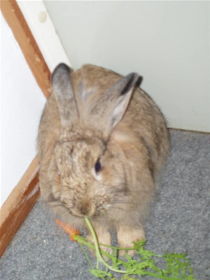 Kanin Banjo RIP billede 2