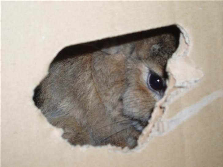 Kanin Banjo RIP billede 3