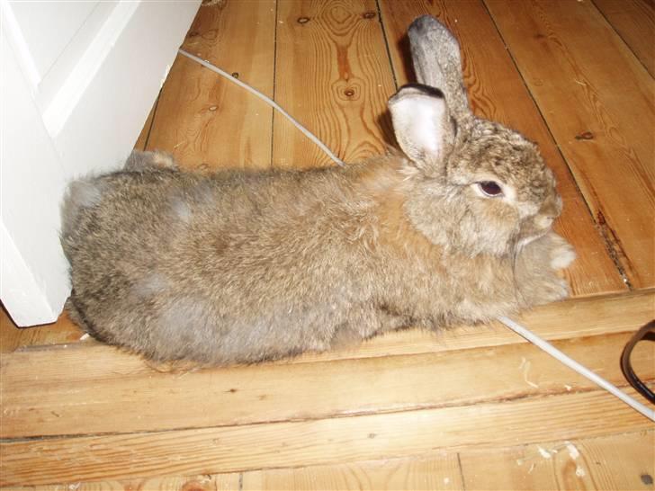 Kanin Banjo RIP billede 4