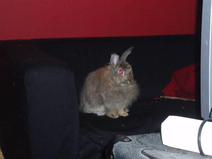 Kanin Banjo RIP billede 5