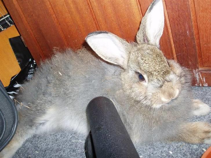 Kanin Banjo RIP billede 6