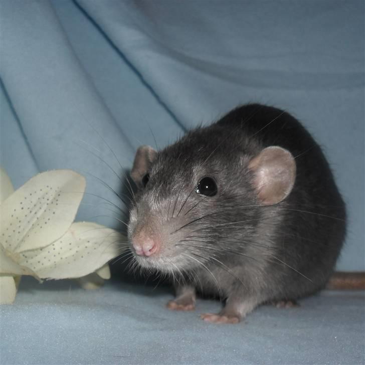 Tamrotte INC Dulce de Leche billede 1