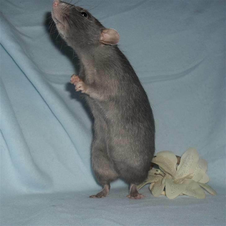 Tamrotte INC Dulce de Leche billede 4