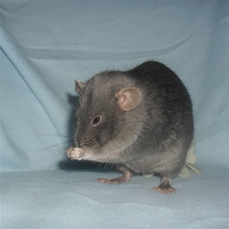 Tamrotte INC Dulce de Leche billede 5