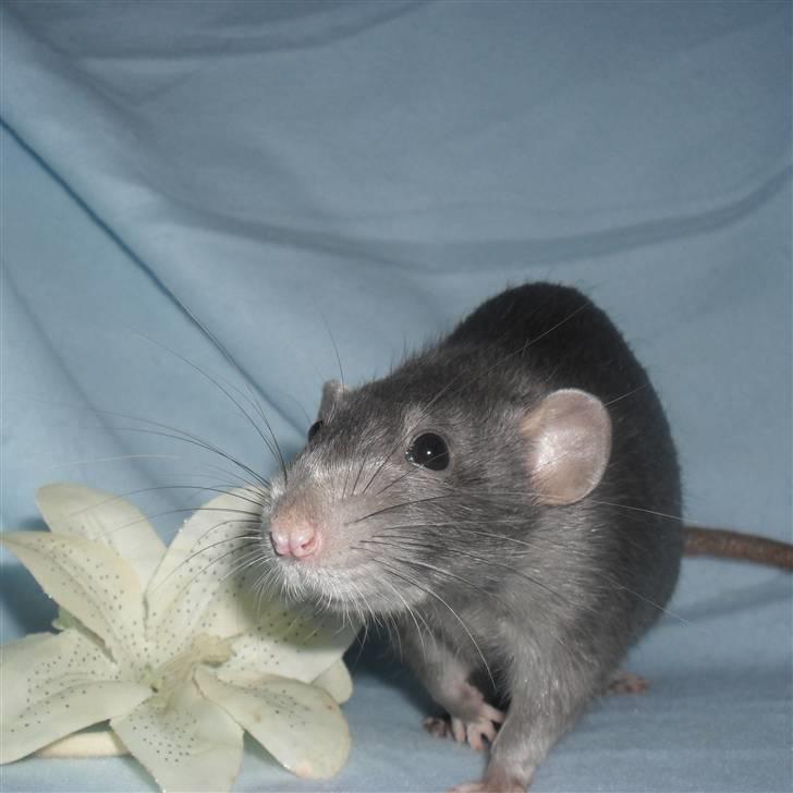 Tamrotte INC Dulce de Leche billede 6