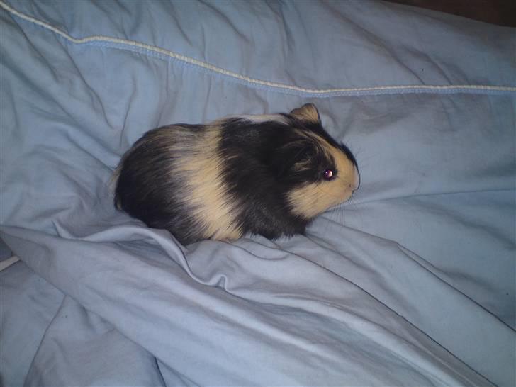 Marsvin guffe billede 3