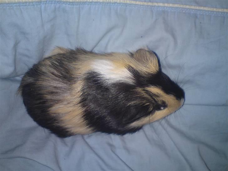 Marsvin guffe billede 4