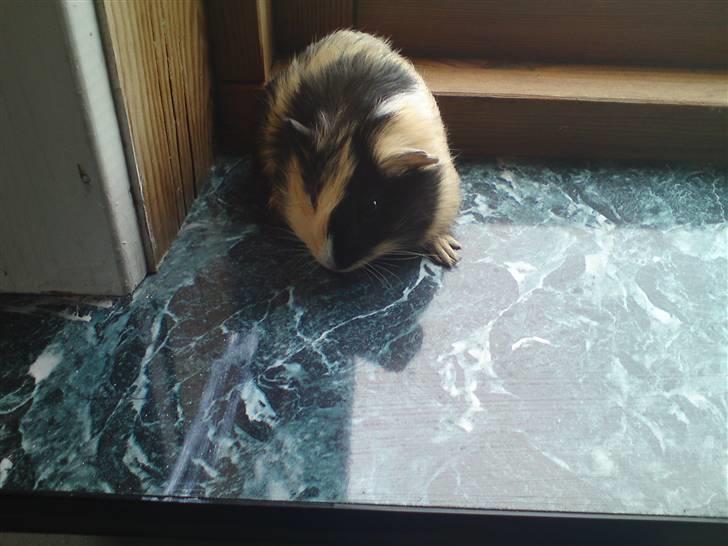 Marsvin guffe billede 5