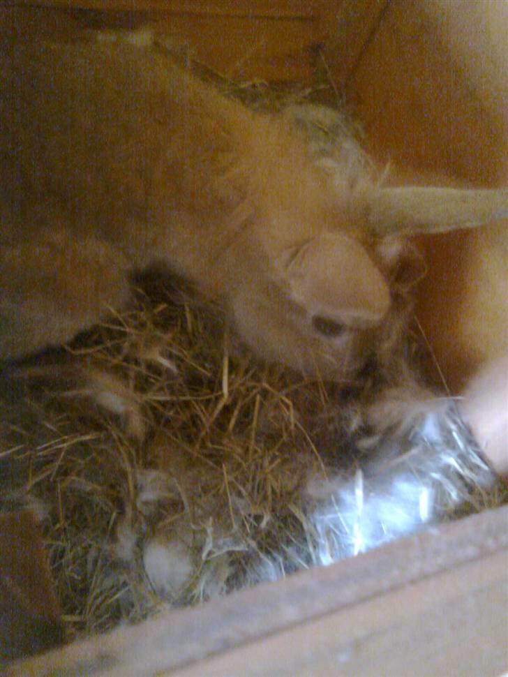 Kanin Stampe billede 1