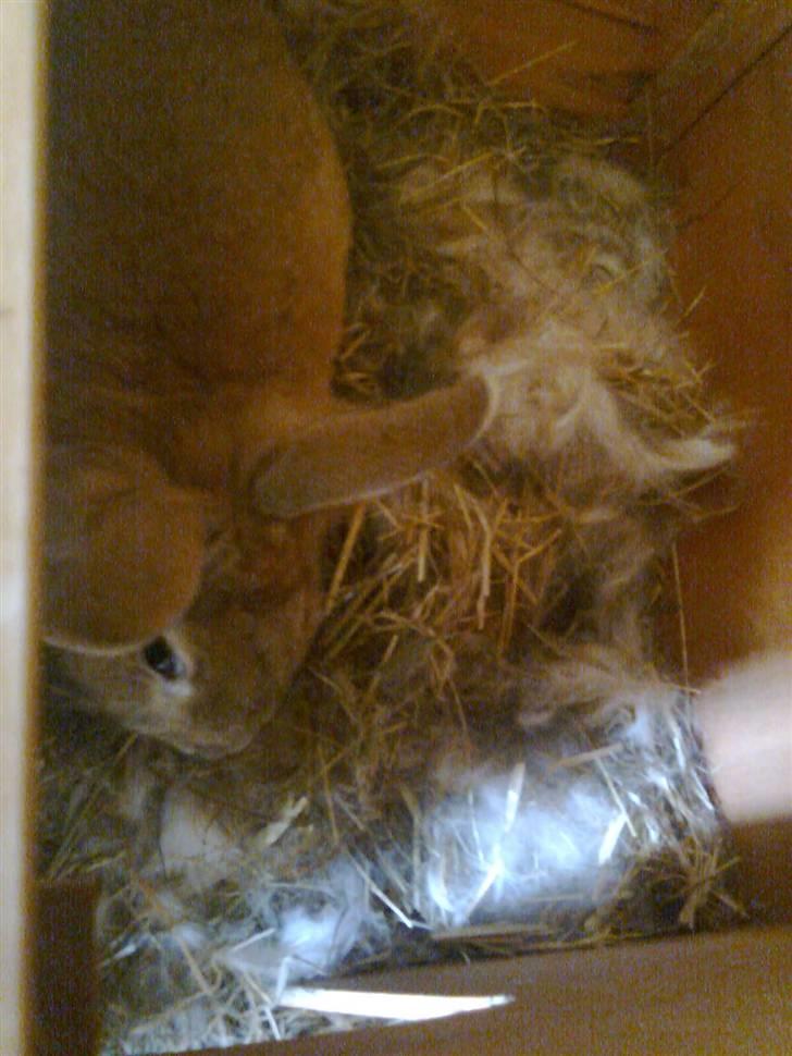 Kanin Stampe billede 2