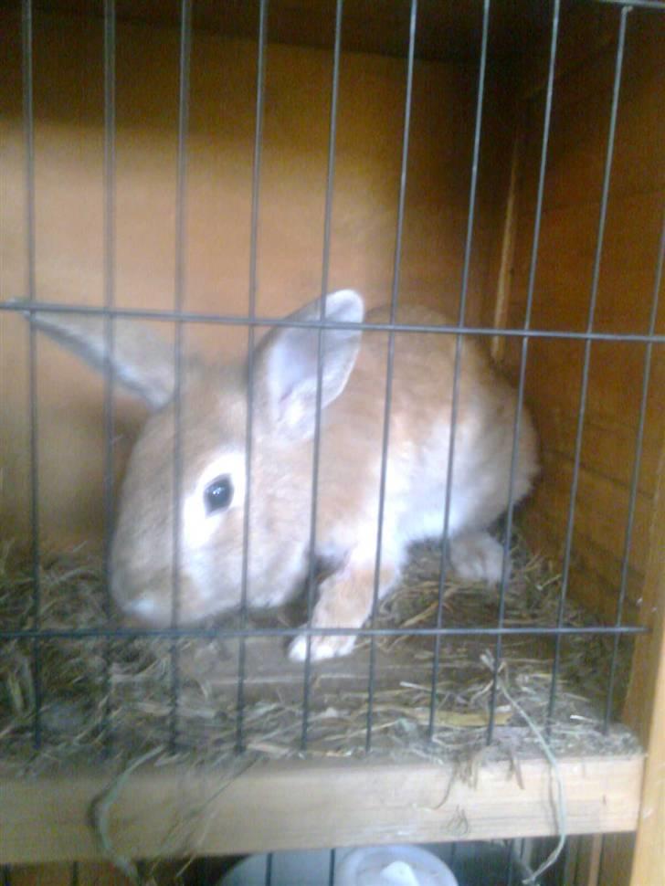 Kanin Stampe billede 4