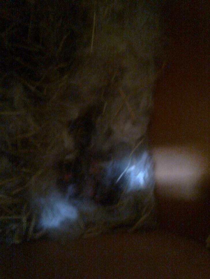 Kanin Stampe billede 5