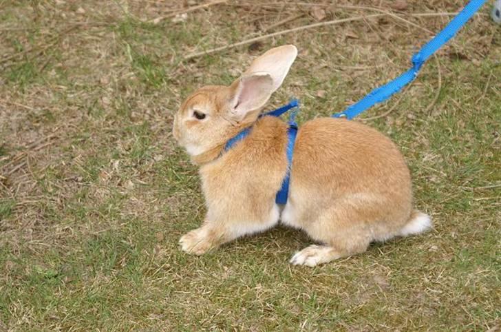 Kanin Shine my Sonny billede 9