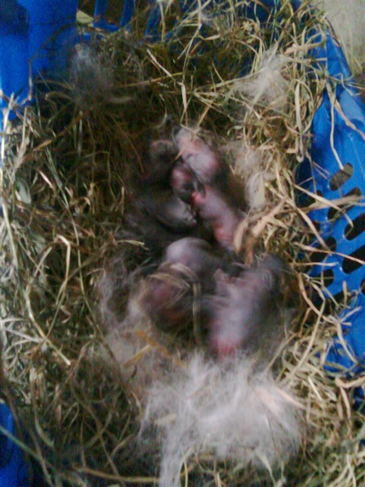 Kanin Stampe billede 7