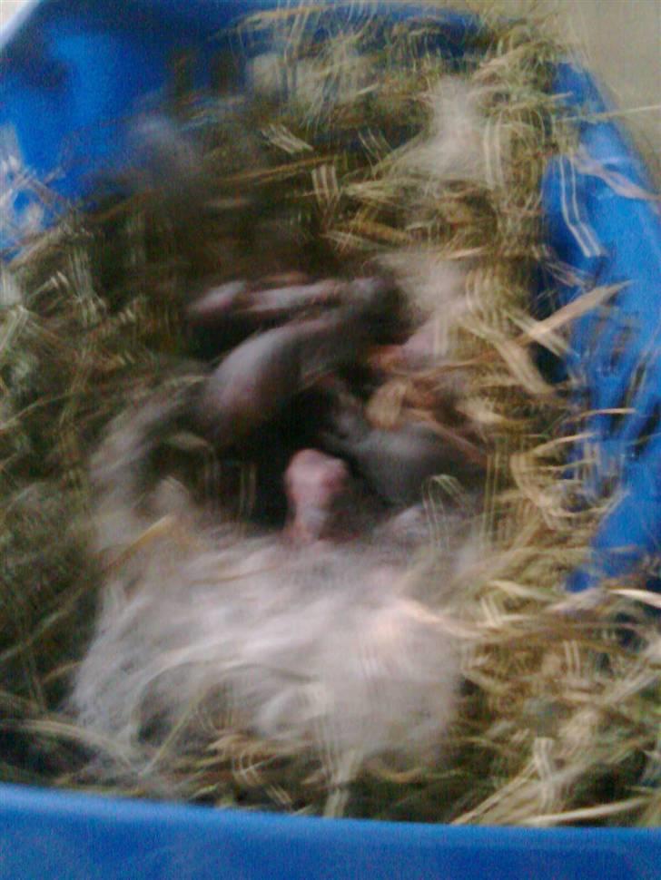 Kanin Stampe billede 8