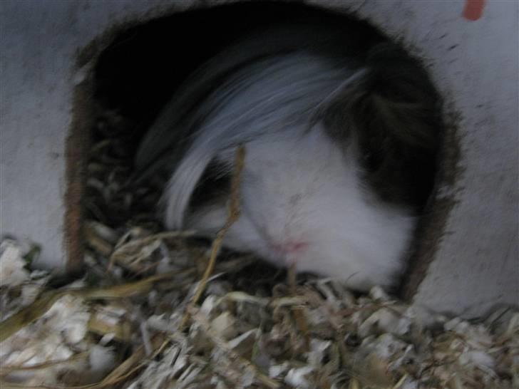 Marsvin Thomas Von Nitouche  billede 7