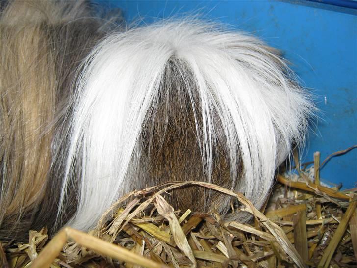 Marsvin Thomas Von Nitouche  billede 9