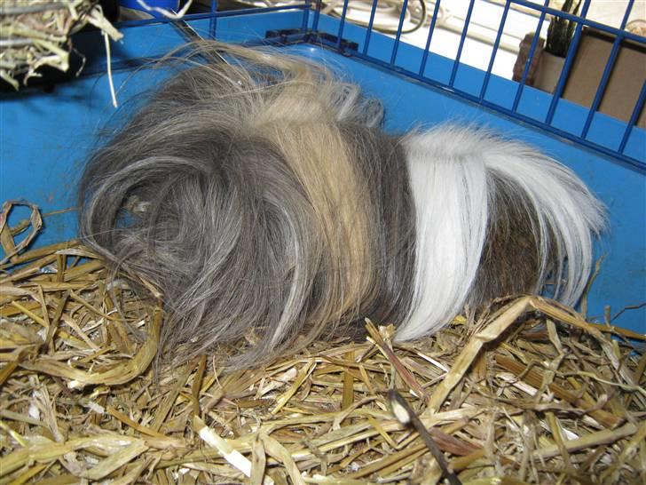 Marsvin Thomas Von Nitouche  billede 10