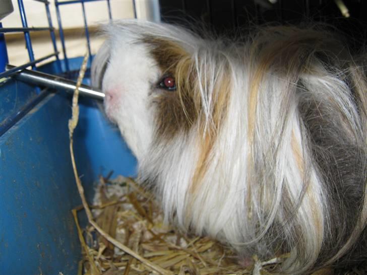 Marsvin Thomas Von Nitouche  billede 11