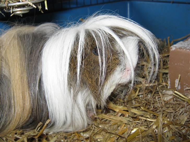 Marsvin Thomas Von Nitouche  billede 12