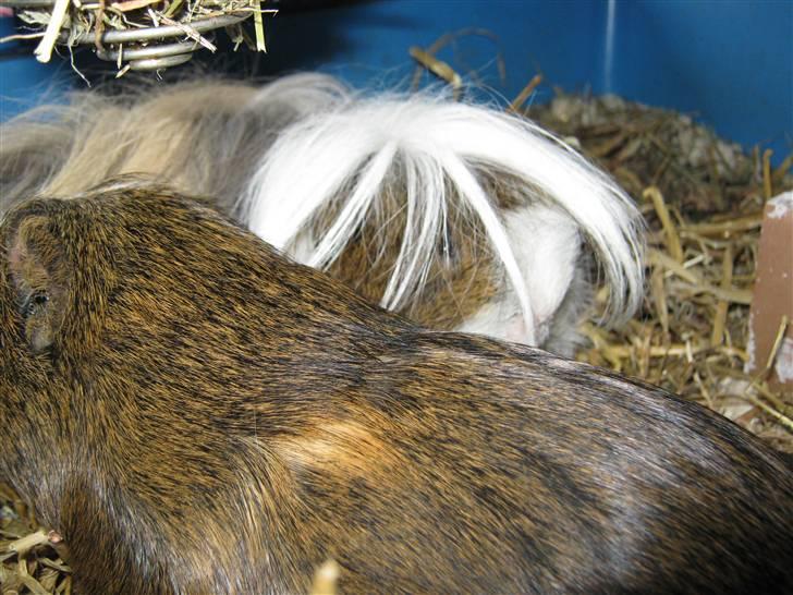 Marsvin Thomas Von Nitouche  billede 13