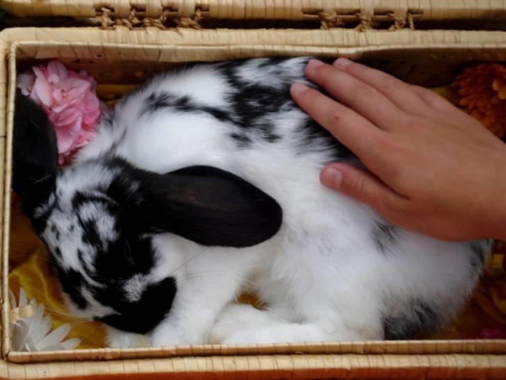 Kanin | Cirkeline *R.I.P* - 1# R.I.P smukke Cirkel <3 Jeg håber du har fred i sindet nu! Dagen jeg tog afsked med Cirkeline :S Foto: Tinne Bendsen 04.08.2007 billede 1