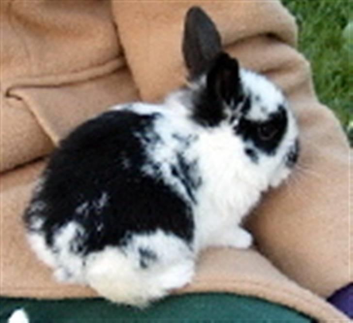 Kanin | Cirkeline *R.I.P* - 2# En hyggestund med lille Cirkel <3 Foto: Rikke Eliasen 20.04.2007 billede 2