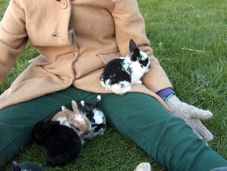 Kanin | Cirkeline *R.I.P* - 3# Cirkel, og de andre unger hygger i haven :) Det er Cirkel på mit skød :) <3 Foto: Rikke Eliasen 20.04.2007 billede 3