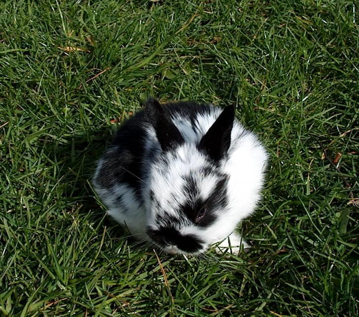 Kanin | Cirkeline *R.I.P* - 4# Bette Cirkel i haven :) <3 Foto: Signe Bendsen 21.04.2007 billede 4