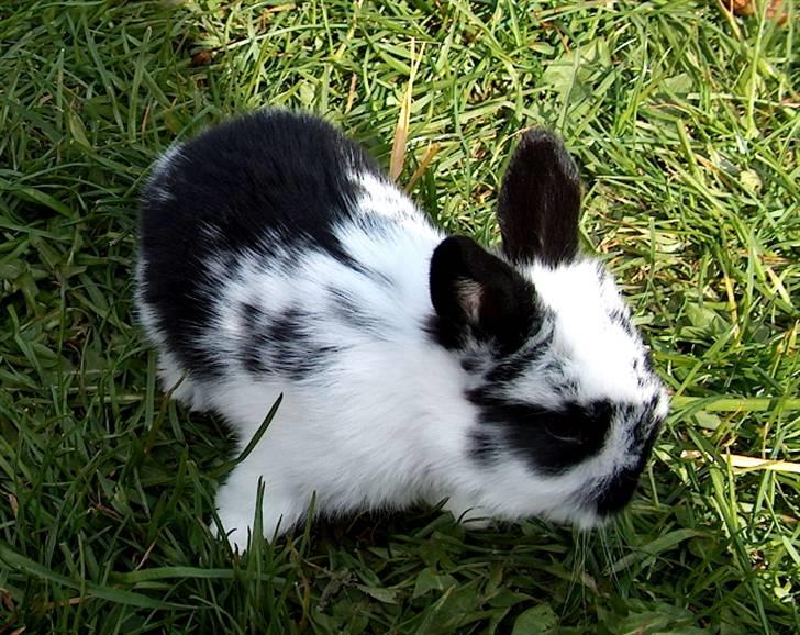 Kanin | Cirkeline *R.I.P* - 5# Lille Cirkel, dejlig var hun altså :) Foto: Signe Bendsen 21.04.2007 billede 5