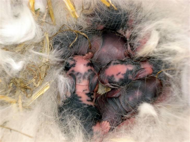 Kanin | Cirkeline *R.I.P* - 6# En næsten nyfødt Cirkel i sin rede, sammen med sine søskende <3 Foto: Signe Bendsen 01.04.2007 billede 6