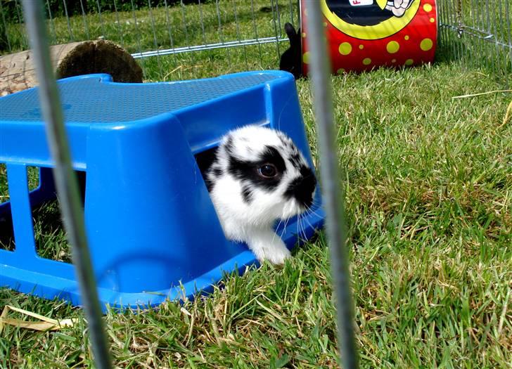 Kanin | Cirkeline *R.I.P* - 7# Cirkel laver lidt ballade i udeburet ;) Foto: Signe Bendsen 12.05.2007 billede 7
