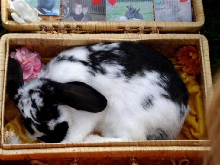 Kanin | Cirkeline *R.I.P* - 8# Godnat Cirkel, sov godt <3 Foto: Tinne Bendsen 04.08.2007 billede 8