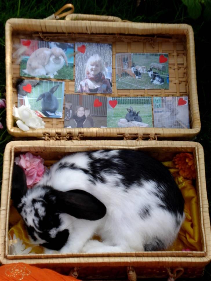 Kanin | Cirkeline *R.I.P* - 9# Cirkeline i sin kiste :S I låget af kisten havde jeg sat billeder, af alle dem der havde fyldt noget i hendes liv :) Gjorde godt nok alt for at den afsked skulle blive perfekt, og det er sjældent det kan siges, men det blev den <3 Var knust! billede 9