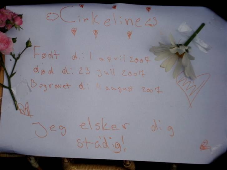 Kanin | Cirkeline *R.I.P* - 10# Så blev kisten lukket... Foto: Tinne Bendsen 04.08.2007 billede 10