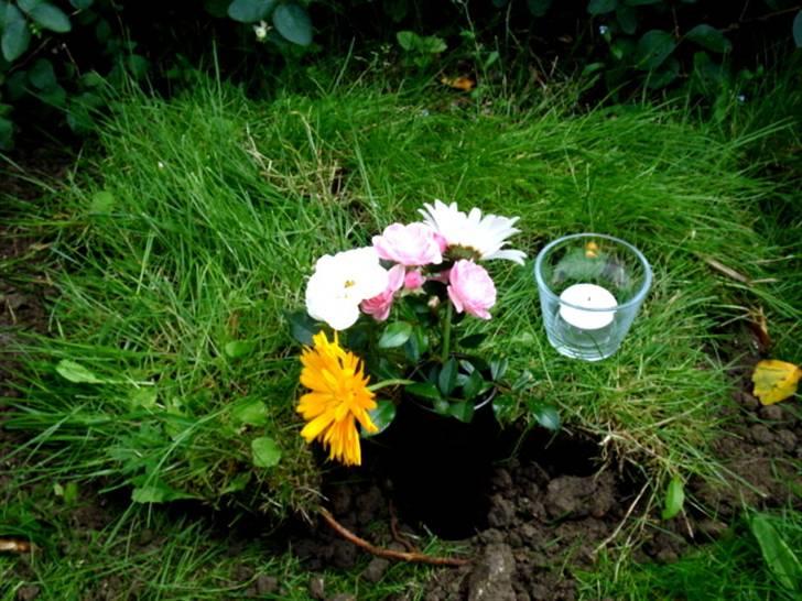 Kanin | Cirkeline *R.I.P* - 12# Nu ligger Cirkel trygt, i min have, endelig med fred i sindet :) Foto: Tinne Bendsen 04.08.2007 billede 12