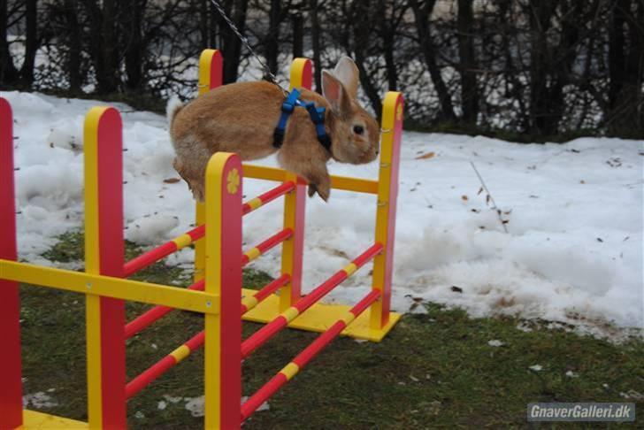 Kanin Shine my Sonny - foto; Annesofie. hopdag hos annesofie, rigtig fed dag! billede 10