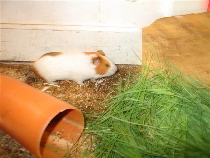 Marsvin Afred  billede 1