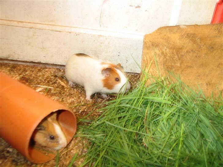 Marsvin Afred  billede 2